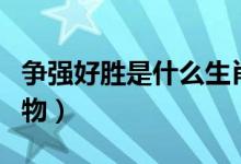 爭強好勝是什么生肖（爭強好勝是什么生肖動物）