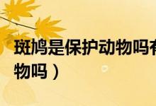 斑鳩是保護(hù)動(dòng)物嗎有什么區(qū)別（斑鳩是保護(hù)動(dòng)物嗎）