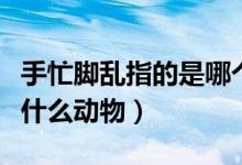 手忙腳亂指的是哪個動物（手忙腳亂逃無蹤是什么動物）