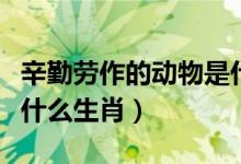 辛勤勞作的動物是什么生肖（勤勞的動物是指什么生肖）