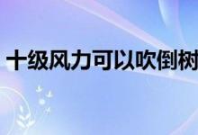 十級(jí)風(fēng)力可以吹倒樹(shù)木嗎（十級(jí)風(fēng)力有多大）