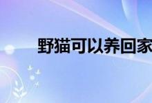野貓可以養(yǎng)回家嗎（野貓可以養(yǎng)嗎）