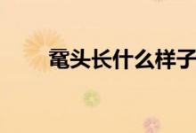 黿頭長(zhǎng)什么樣子（黿頭是什么動(dòng)物）