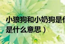 小狼狗和小奶狗是什么樣的（小狼狗和小奶狗是什么意思）