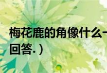 梅花鹿的角像什么一樣(梅花鹿的角像什么請回答.)