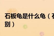 石板龜是什么龜（石板龜與草龜外形上怎么區(qū)別）