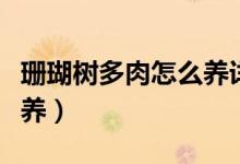 珊瑚樹(shù)多肉怎么養(yǎng)詳細(xì)介紹（珊瑚樹(shù)多肉怎么養(yǎng)）