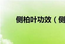 側柏葉功效（側柏葉的功效是什么）