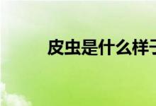 皮蟲(chóng)是什么樣子的（皮蟲(chóng)是什么）