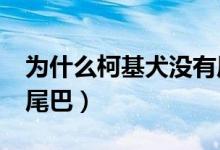 為什么柯基犬沒(méi)有尾巴?（為什么柯基犬沒(méi)有尾巴）