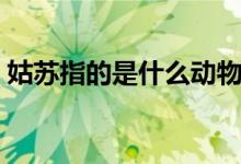姑蘇指的是什么動(dòng)物（姑蘇指的是什么城市）