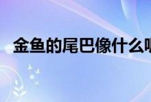 金魚的尾巴像什么呢（金魚的尾巴像什么）