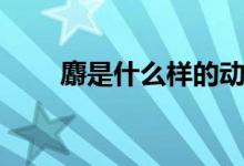 麝是什么樣的動(dòng)物(麝是什么部首)