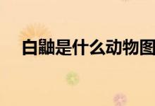 白鼬是什么動物圖片（白鼬是什么動物）