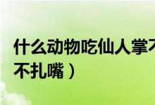 什么動(dòng)物吃仙人掌不扎嘴（什么動(dòng)物吃仙人掌不扎嘴）