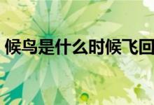 候鳥是什么時候飛回北方(候鳥是什么意思)