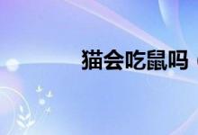 貓會(huì)吃鼠嗎（吃貓鼠存在嗎）