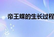 帝王蝶的生長(zhǎng)過程圖解(帝王蝶的特點(diǎn))