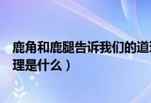 鹿角和鹿腿告訴我們的道理簡短（鹿角和鹿腿告訴我們的道理是什么）