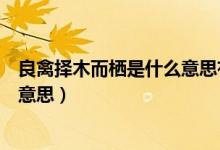 良禽擇木而棲是什么意思有下半句嗎（良禽擇木而棲是什么意思）