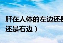 肝在人體的左邊還是右邊啊（肝在人體的左邊還是右邊）