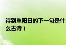 待到重陽(yáng)日的下一句是什么古詩(shī)(待到重陽(yáng)日的下一句是什么古詩(shī))