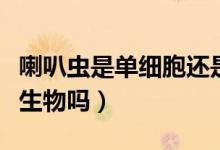 喇叭蟲是單細(xì)胞還是多細(xì)胞(喇叭蟲是單細(xì)胞生物嗎)