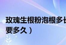 玫瑰生根粉泡根多長時(shí)間好（玫瑰生根粉泡根要多久）