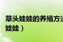 草頭娃娃的養(yǎng)殖方法和注意事項（怎么養(yǎng)草頭娃娃）