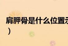 肩胛骨是什么位置示意圖（肩胛骨是什么位置）