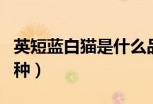 英短藍白貓是什么品種（英短藍白貓是什么品種）