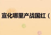 宣化哪里產(chǎn)戰(zhàn)國(guó)紅(宣化戰(zhàn)國(guó)紅有哪些產(chǎn)地)