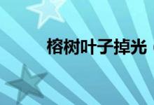 榕樹葉子掉光（榕樹葉子像什么）