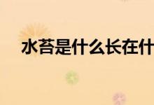 水苔是什么長在什么地方（水苔是什么）