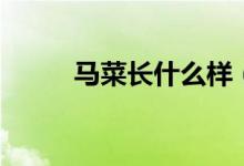 馬菜長什么樣（馬菜長什么樣子）