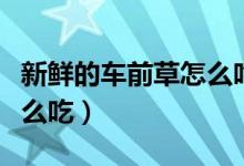 新鮮的車(chē)前草怎么吃最養(yǎng)生（新鮮的車(chē)前草怎么吃）