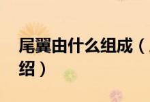 尾翼由什么組成（尾翼的作用 尾翼的作用介紹）