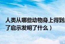 人類從哪些動(dòng)物身上得到啟示（科學(xué)家從哪些動(dòng)物身上得到了啟示發(fā)明了什么）