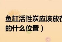 魚缸活性炭應該放在哪里（活性炭應放在魚缸的什么位置）