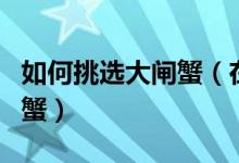 如何挑選大閘蟹（在市場如何挑選優(yōu)質(zhì)的大閘蟹）