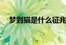 夢到貓是什么征兆（夢到貓預(yù)示著什么）