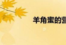 羊角蜜的營(yíng)養(yǎng)價(jià)值是什么