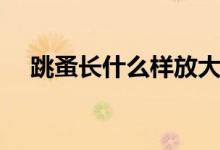 跳蚤長(zhǎng)什么樣放大圖片（跳蚤長(zhǎng)什么樣）