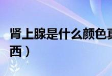 腎上腺是什么顏色真實圖片（腎上腺是什么東西）