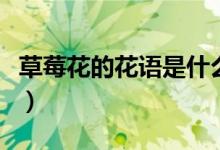 草莓花的花語是什么啊（草莓花的花語是什么）