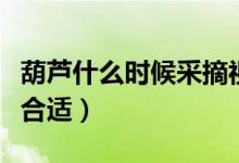葫蘆什么時候采摘視頻（葫蘆什么時候采摘最合適）