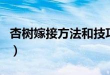 杏樹嫁接方法和技巧（杏樹的嫁接方法及時(shí)間）