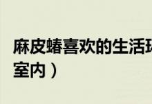 麻皮蝽喜歡的生活環(huán)境（麻皮蝽為什么會(huì)進(jìn)入室內(nèi)）