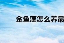 金魚(yú)藻怎么養(yǎng)最好（怎么養(yǎng)金魚(yú)藻）