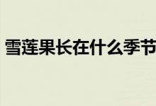 雪蓮果長在什么季節(jié)（雪蓮果長在什么地方）